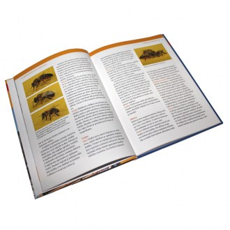 Včelaření  ve městě - G. Petrausch